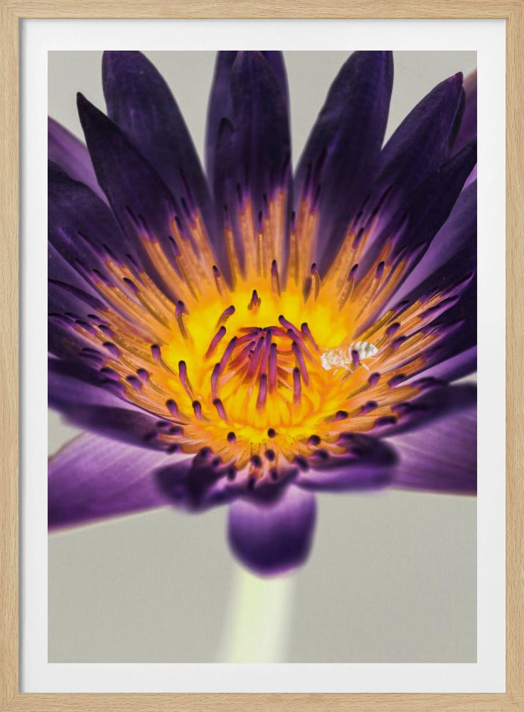 Purple Water Lilly | Poster