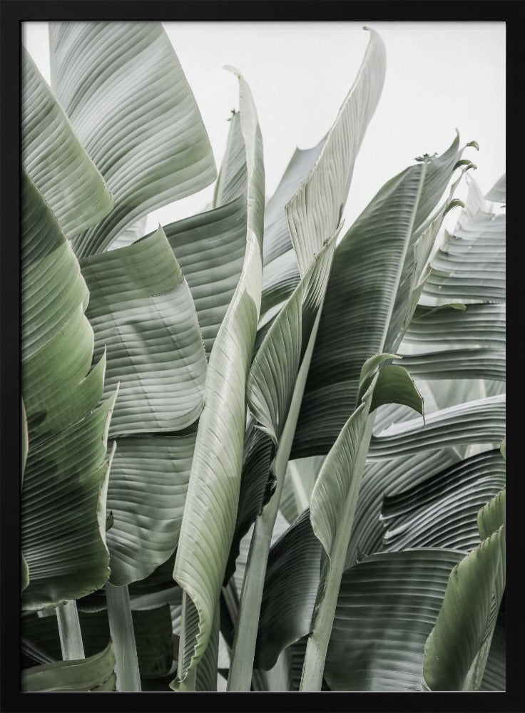 Bananenblätter in sanfter Beleuchtung | Poster