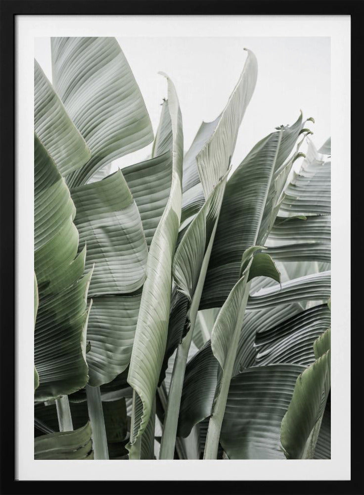 Bananenblätter in sanfter Beleuchtung | Poster
