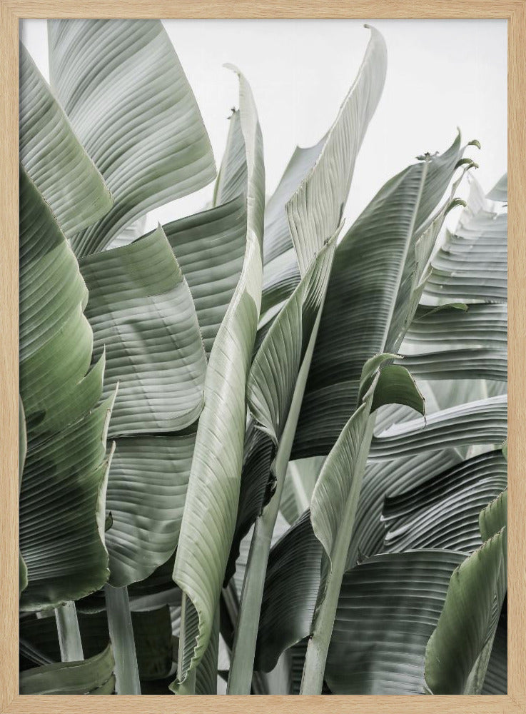 Bananenblätter in sanfter Beleuchtung | Poster