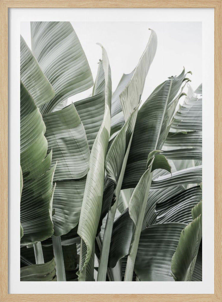 Bananenblätter in sanfter Beleuchtung | Poster