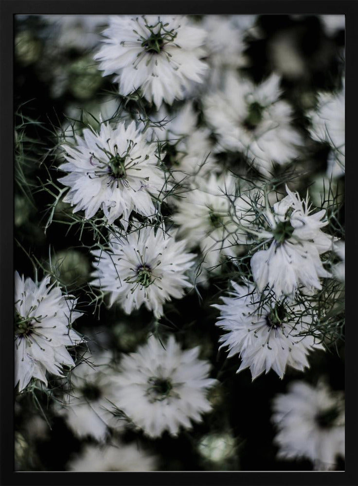 Flüsternde Blüten | Poster