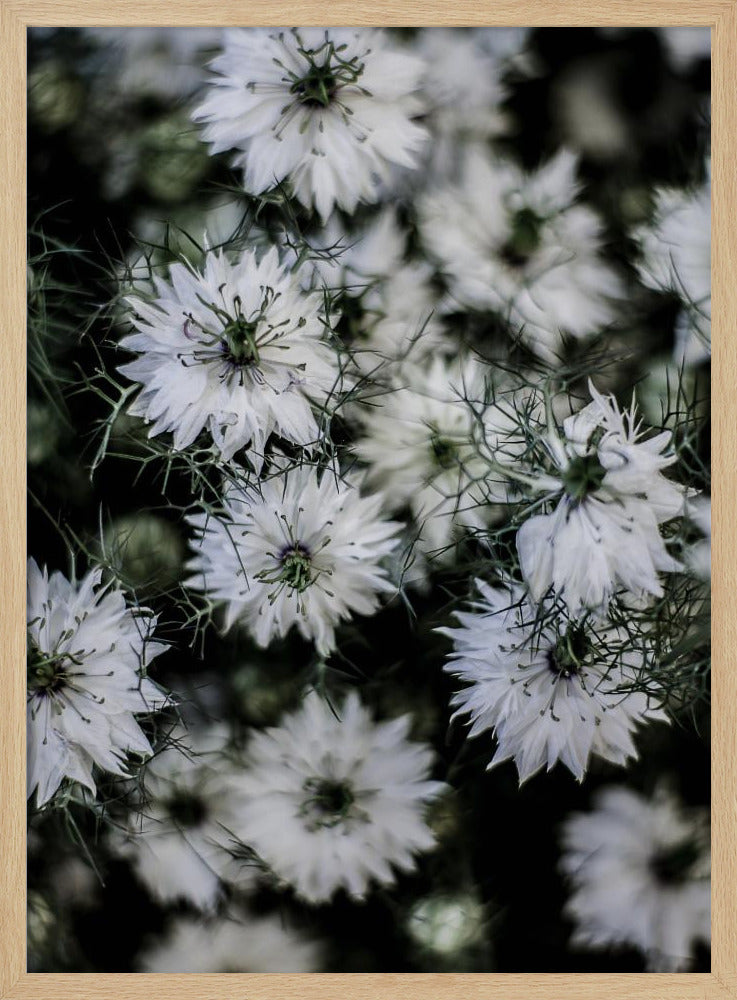 Flüsternde Blüten | Poster
