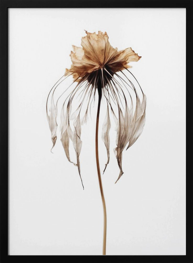 Verblasste Eleganz | Poster