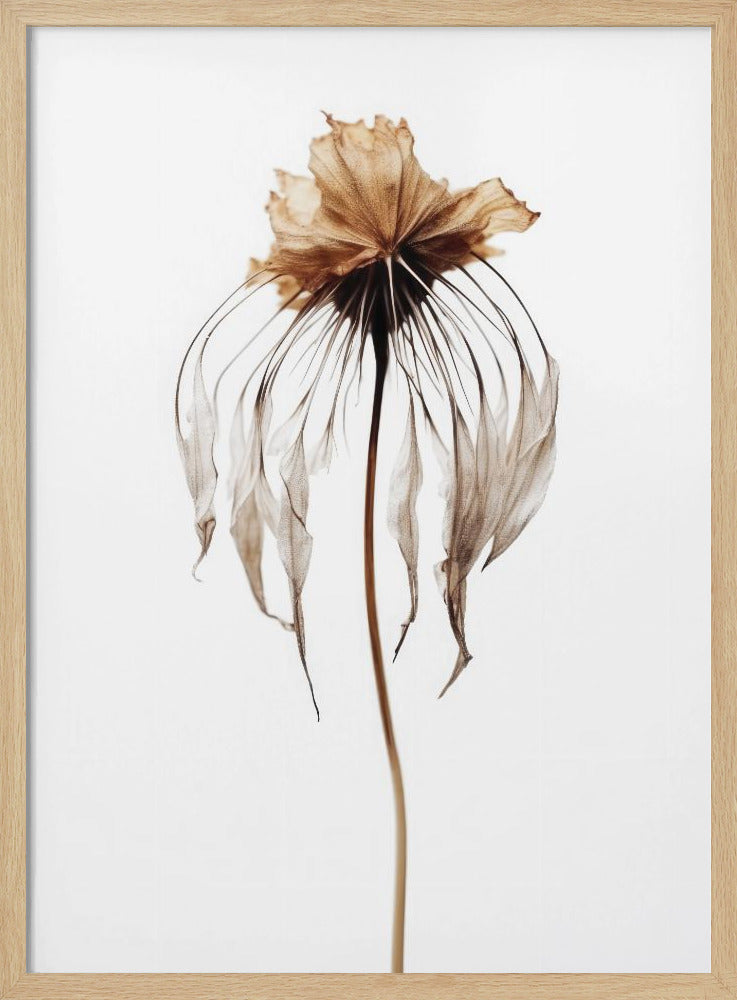 Verblasste Eleganz | Poster