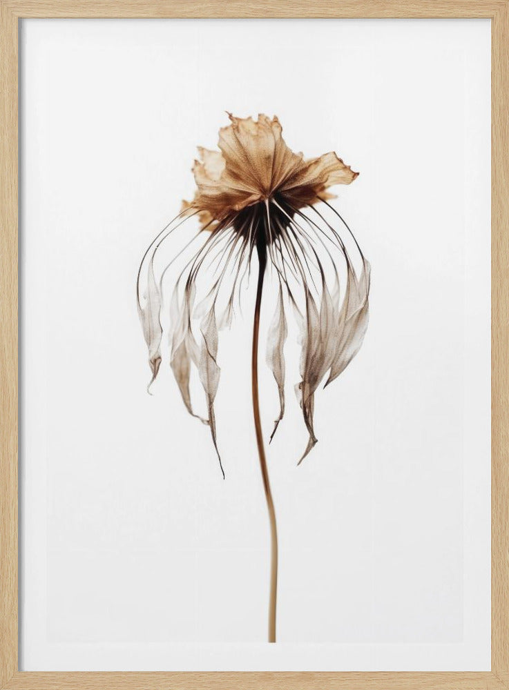 Verblasste Eleganz | Poster