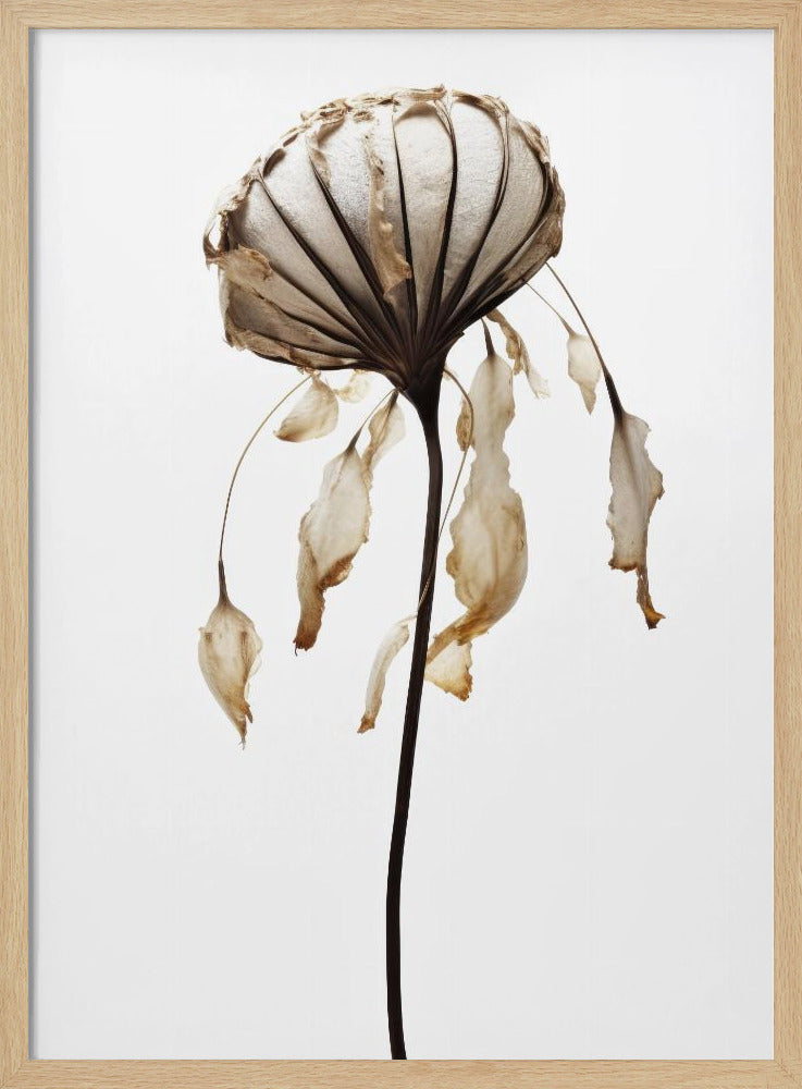 Verwelkte Eleganz | Poster