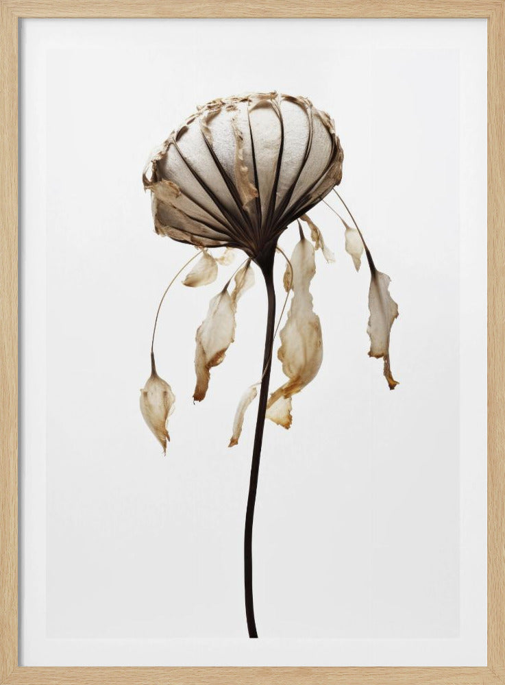 Verwelkte Eleganz | Poster