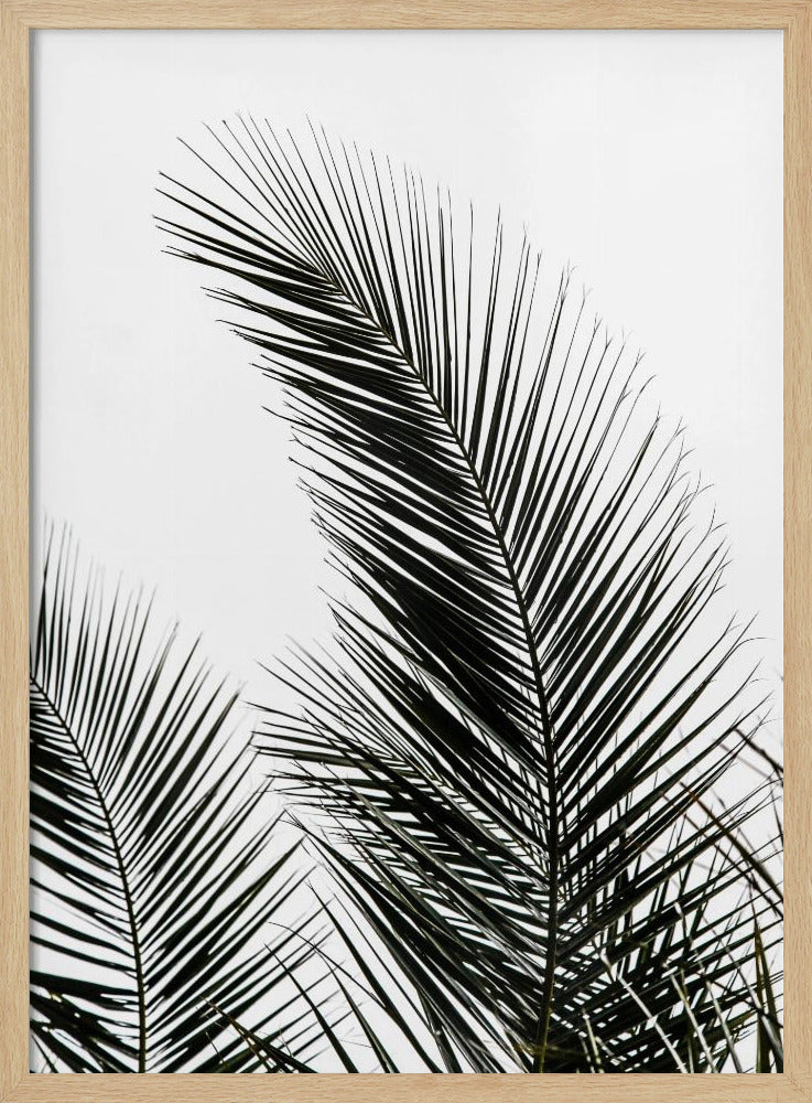 Palm Leaves 1 | Poster