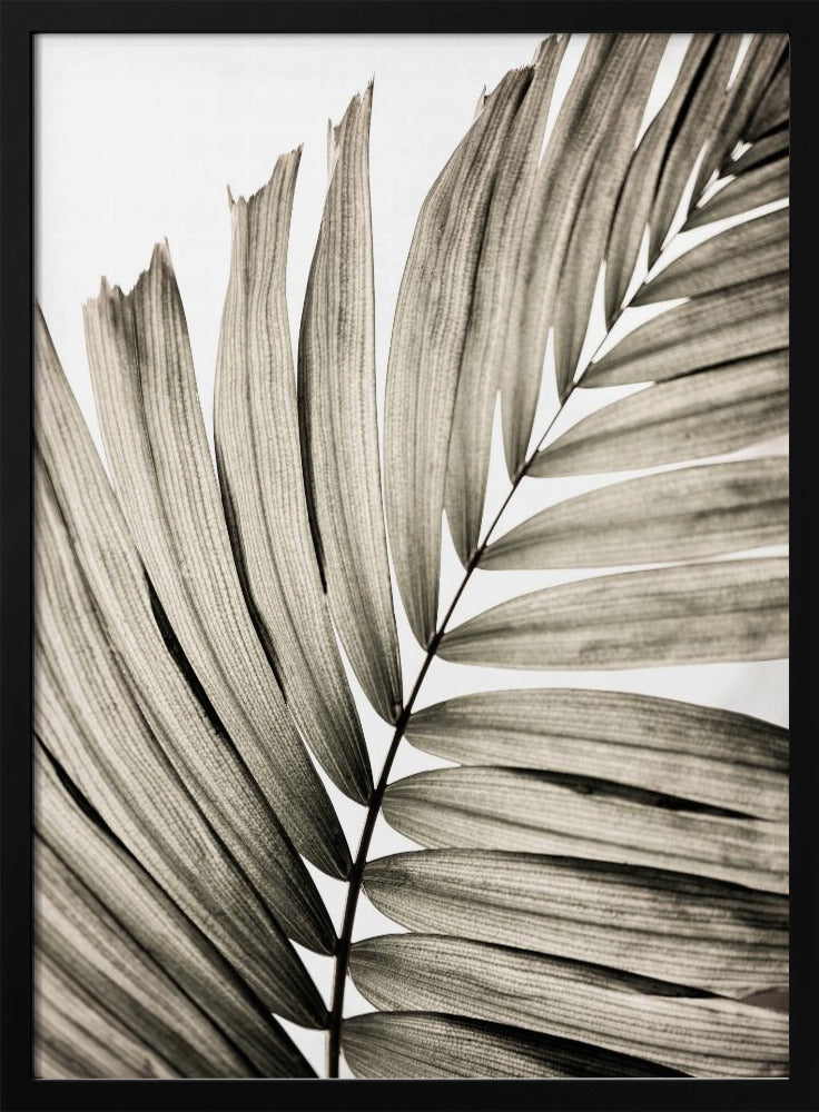 Palm Leaves 22 | Poster