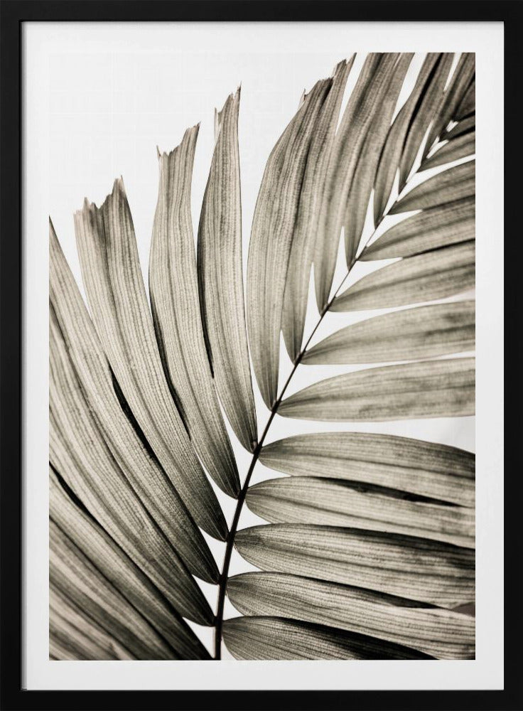 Palm Leaves 22 | Poster