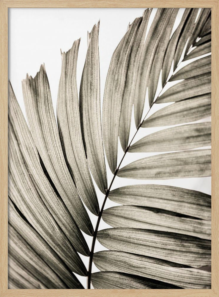Palm Leaves 22 | Poster