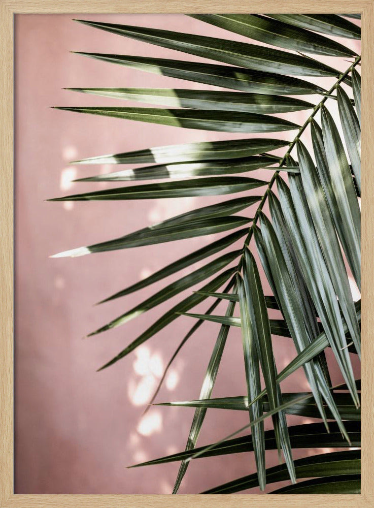 Palmblätter 23 | Poster