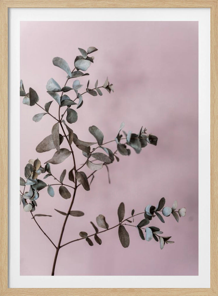 Eukalyptus 12 | Poster