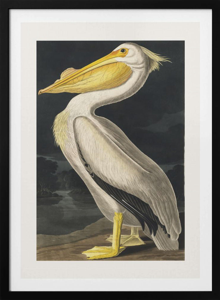 Amerikanischer Weißer Pelikan aus Birds of America (1827) | Poster