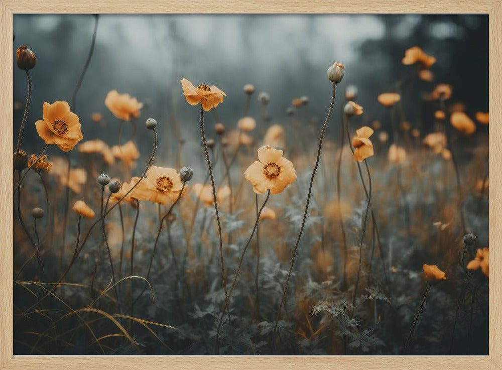 Goldener Mohntraum | Poster