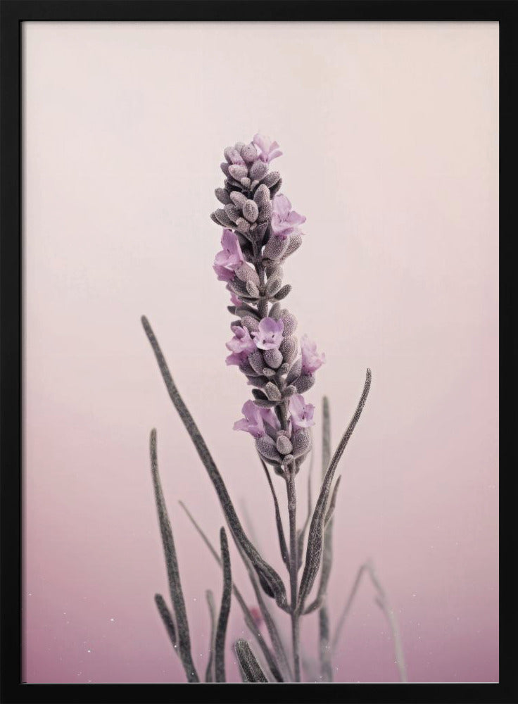Lavendelträume | Poster