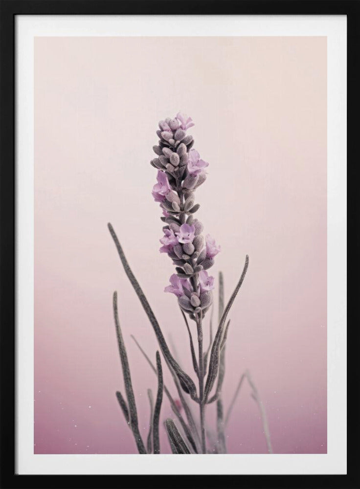 Lavendelträume | Poster