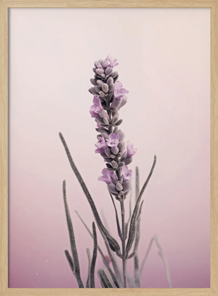 Lavendelträume | Poster
