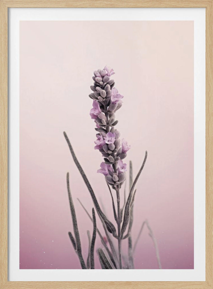 Lavendelträume | Poster