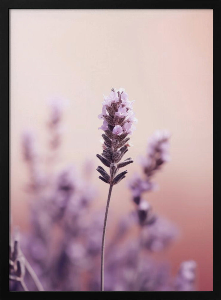Lavendel-Gelassenheit | Poster