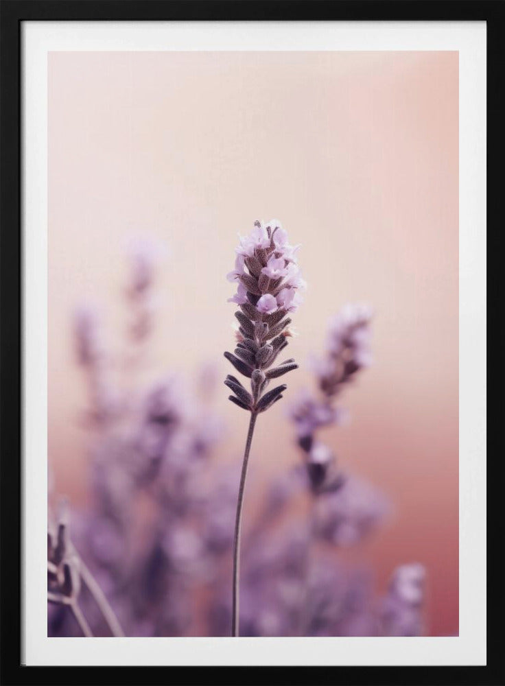 Lavendel-Gelassenheit | Poster