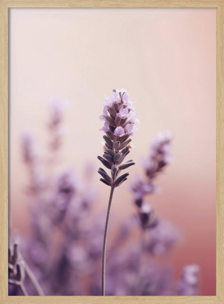Lavendel-Gelassenheit | Poster