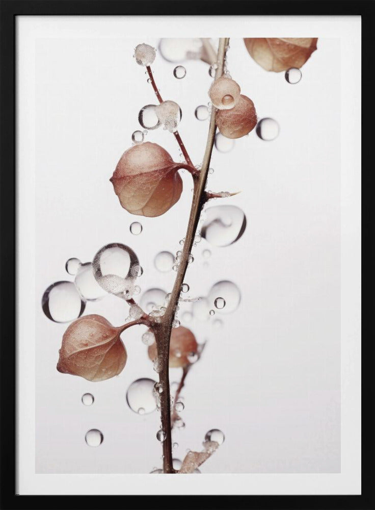 Blasen und Blüten | Poster
