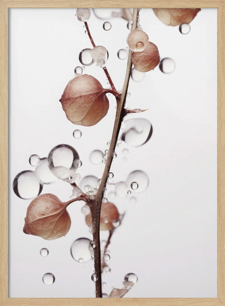 Blasen und Blüten | Poster