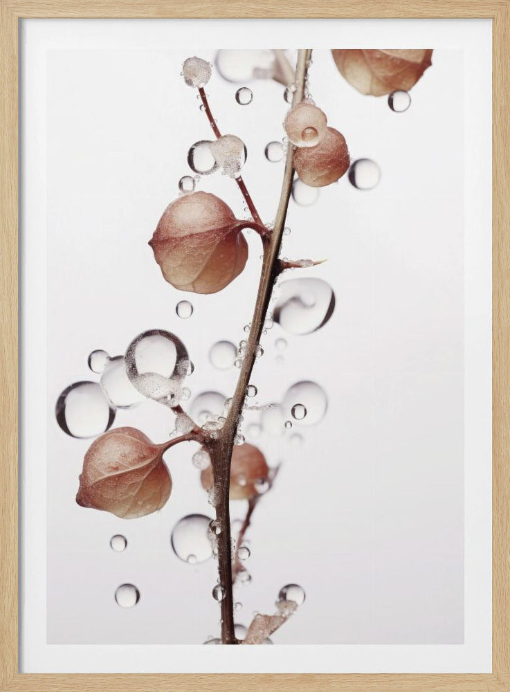Blasen und Blüten | Poster
