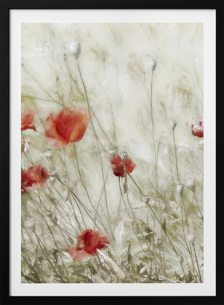 Maisrose | Poster