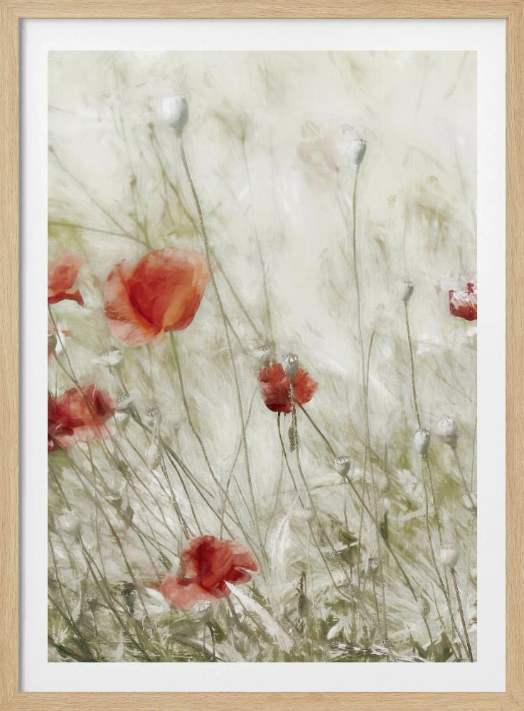 Maisrose | Poster