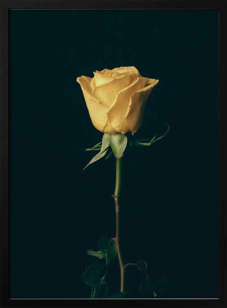 gelbe Rose | Poster