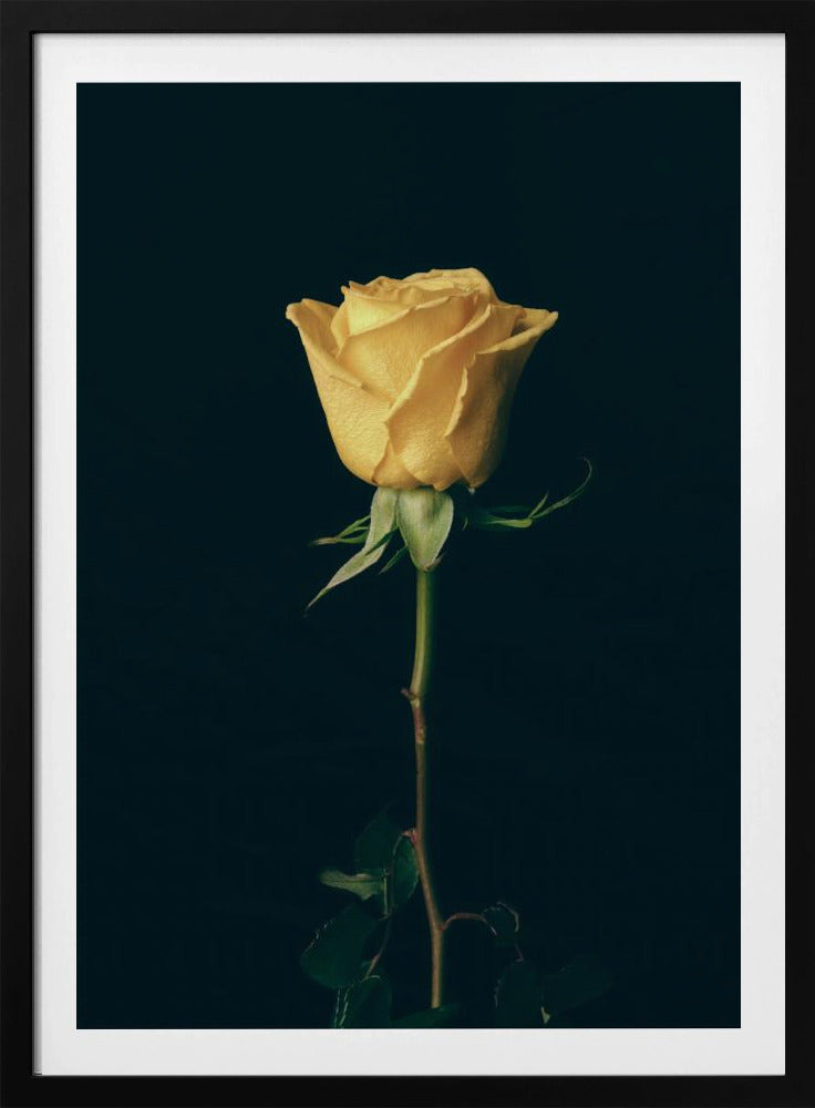 gelbe Rose | Poster