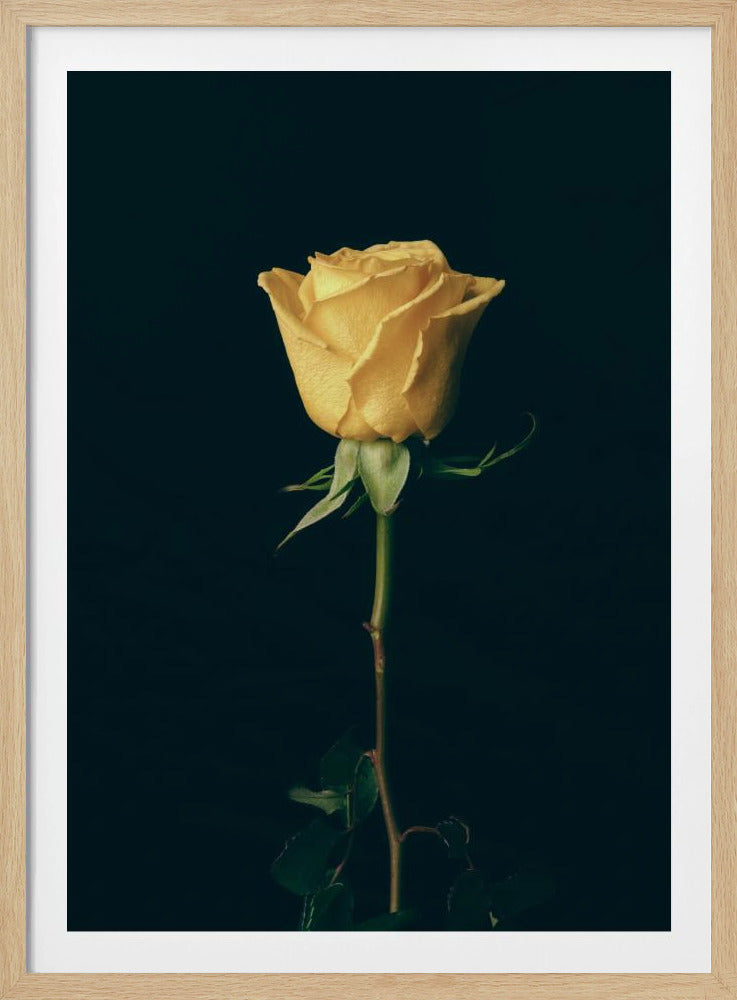 gelbe Rose | Poster