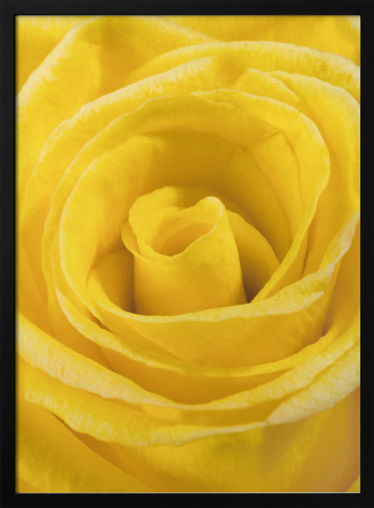 gelbe Rose | Poster
