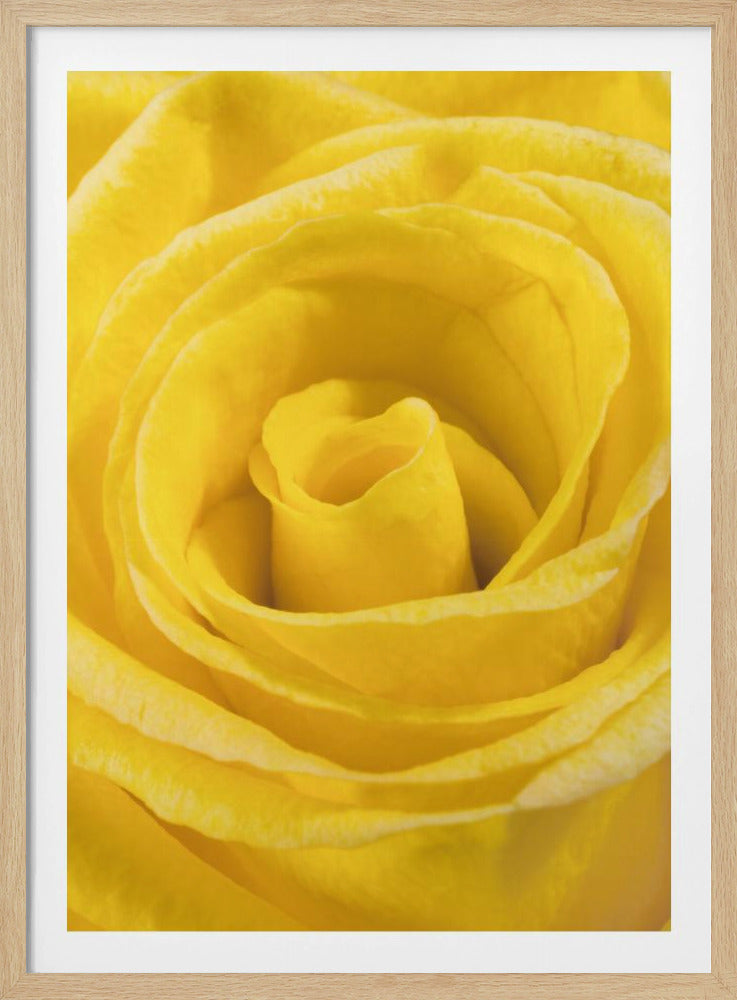 gelbe Rose | Poster