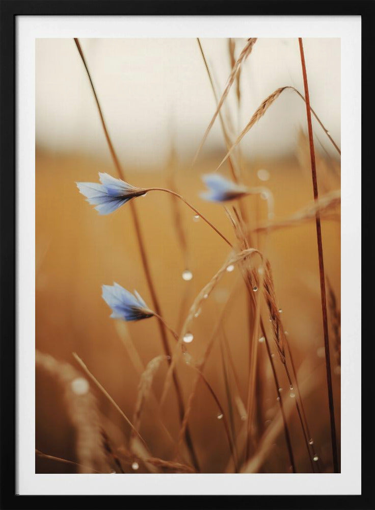 Blaue Blüten im Morgengrauen | Poster