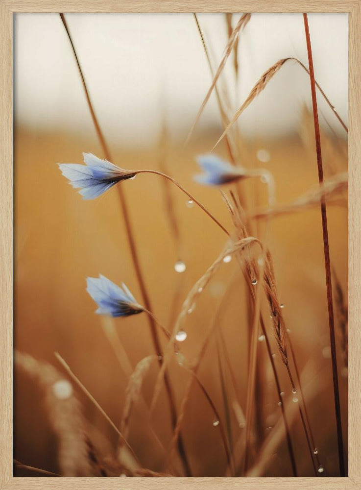 Blaue Blüten im Morgengrauen | Poster