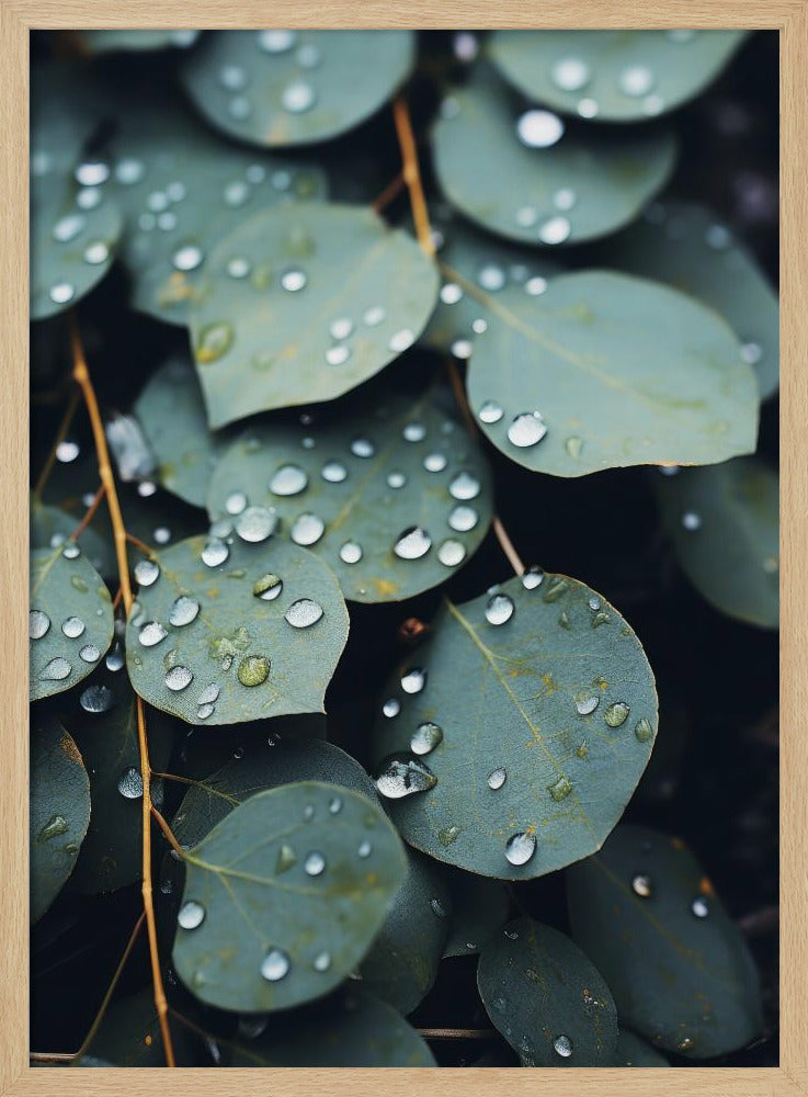 Regengeküsste Blätter | Poster