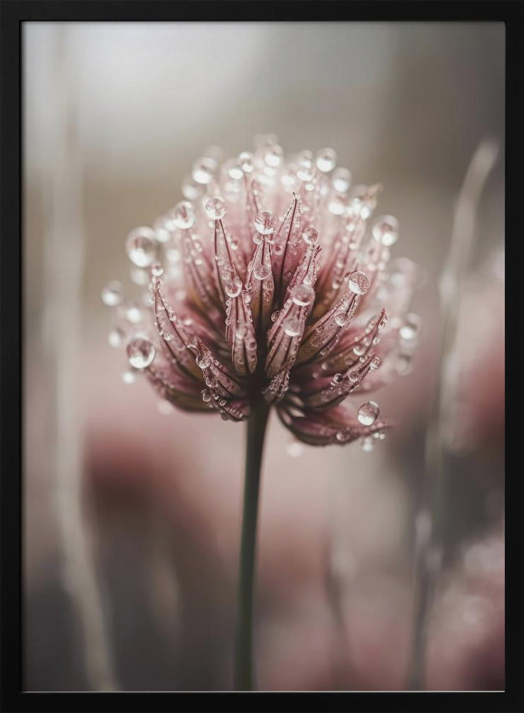 Taugeküsste Blüte | Poster