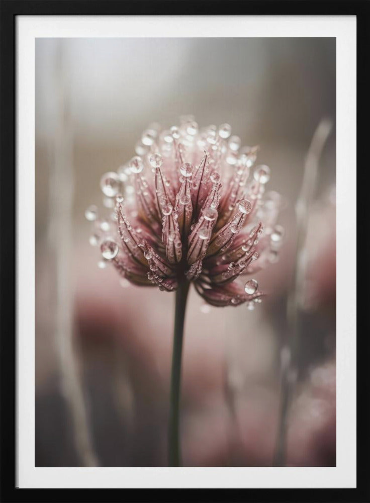 Taugeküsste Blüte | Poster