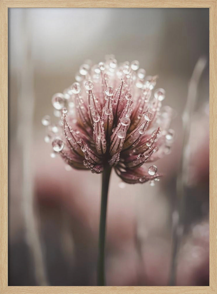Taugeküsste Blüte | Poster