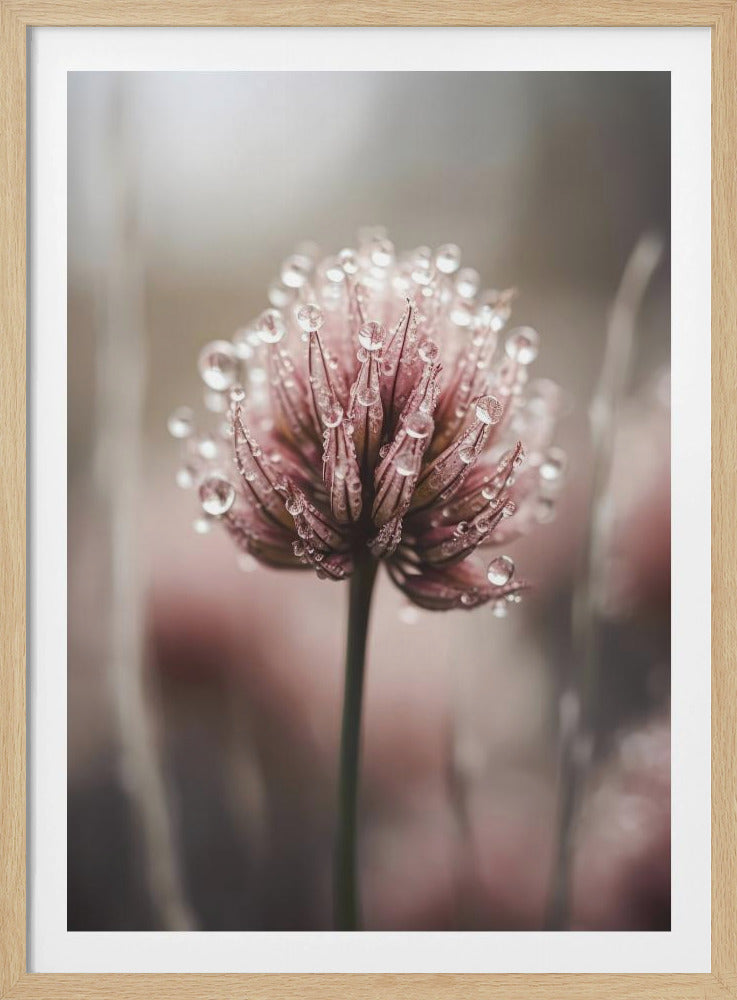 Taugeküsste Blüte | Poster