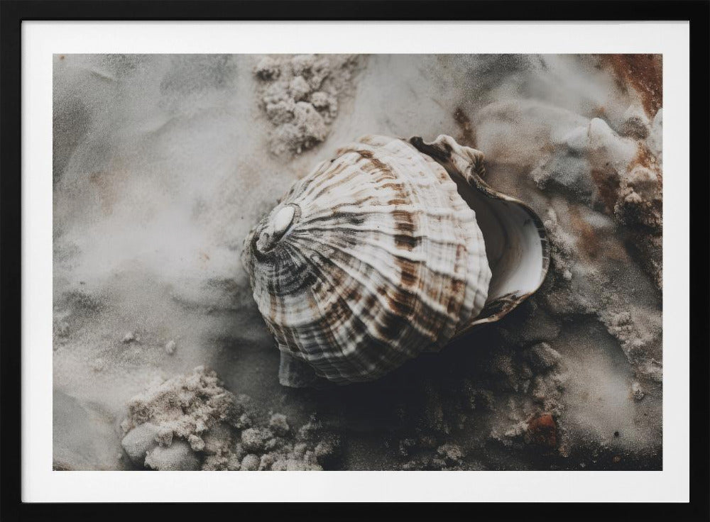 Muschel-Gelassenheit | Poster