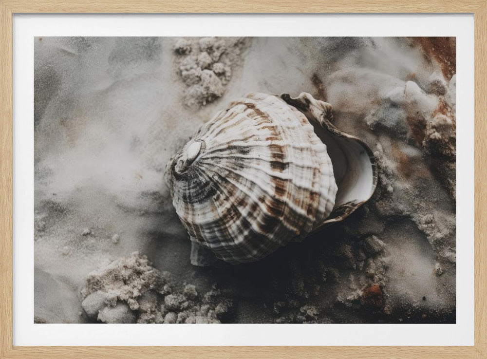 Muschel-Gelassenheit | Poster