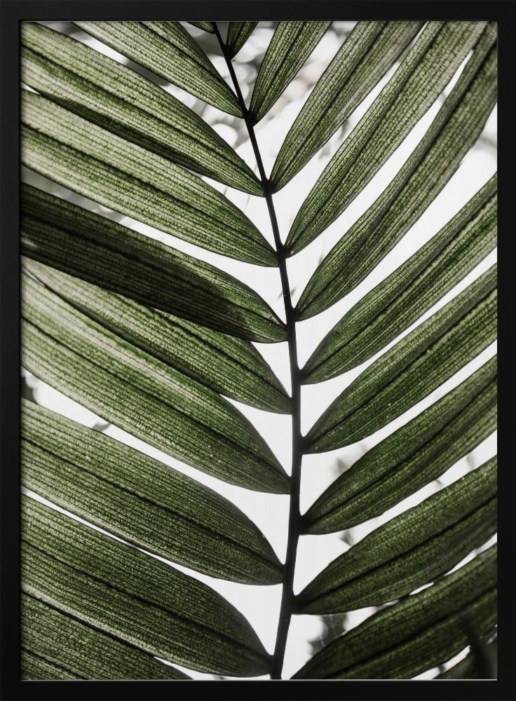 Palm Leaves 24 | Poster