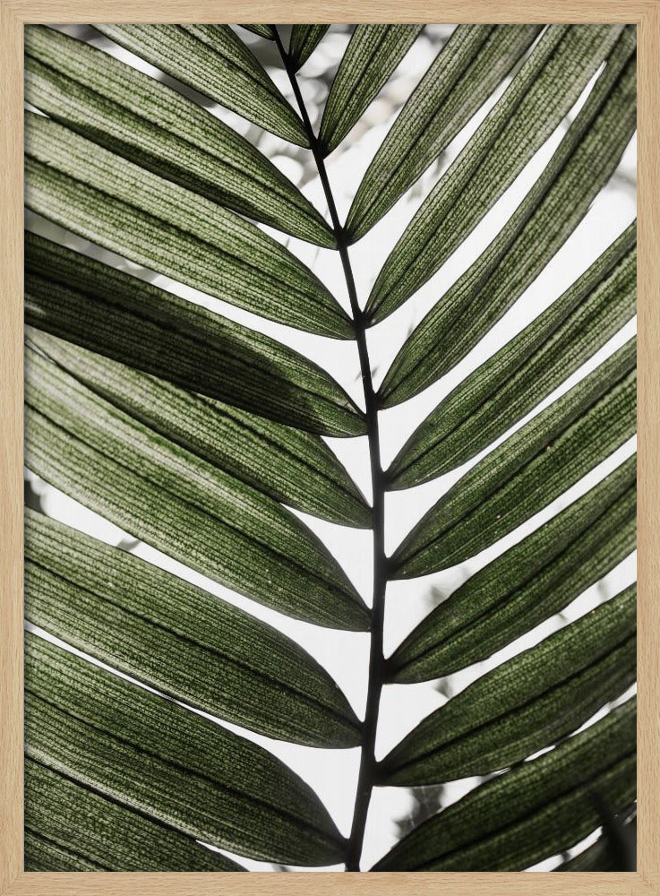 Palm Leaves 24 | Poster