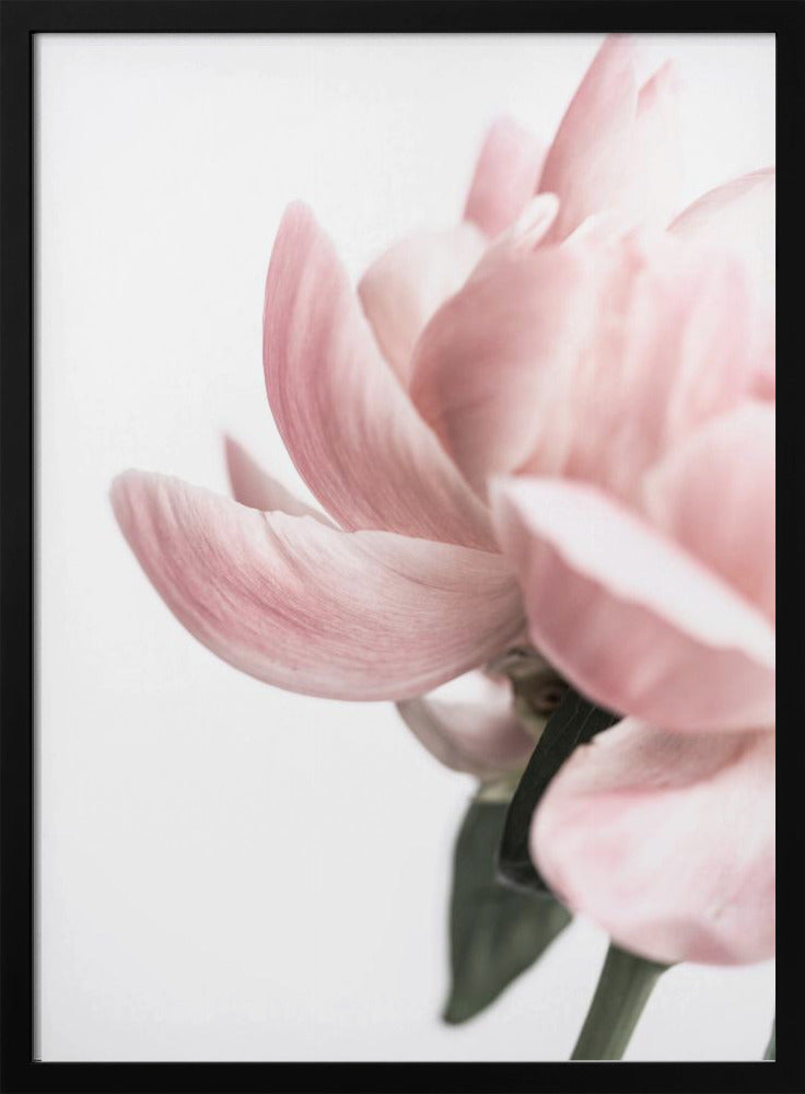 Pfingstrose 2 | Poster