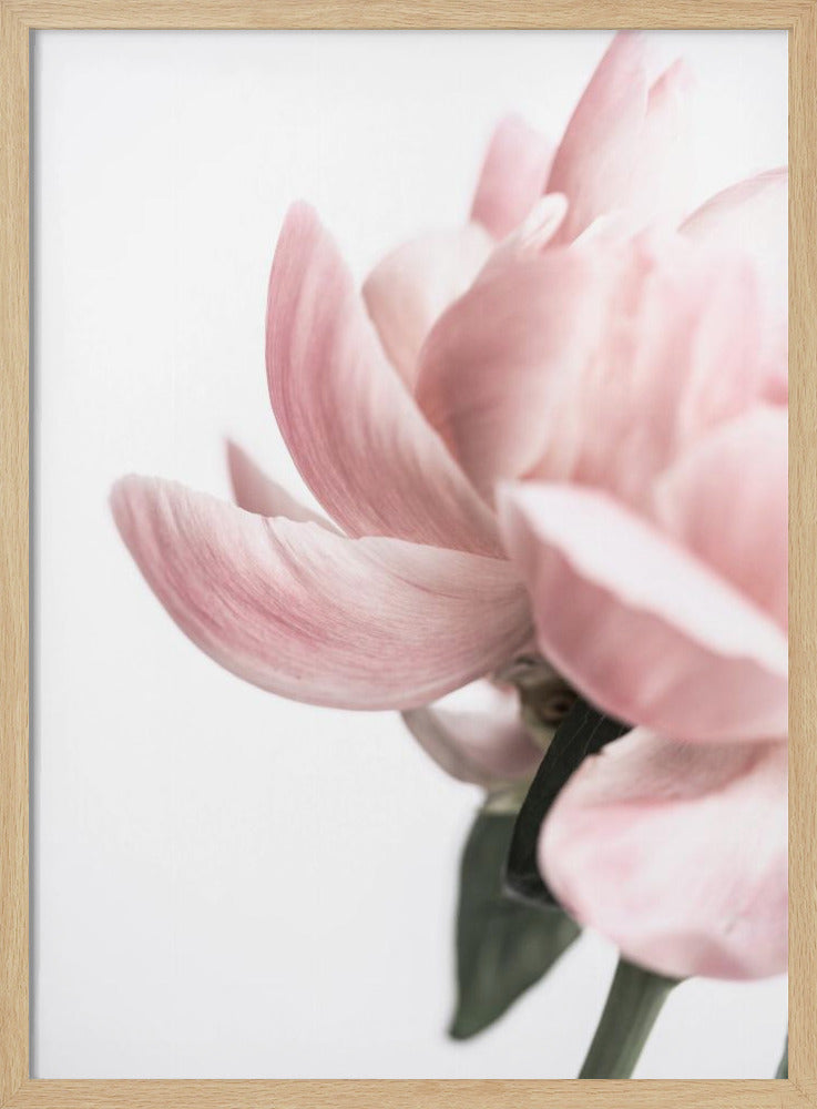 Pfingstrose 2 | Poster
